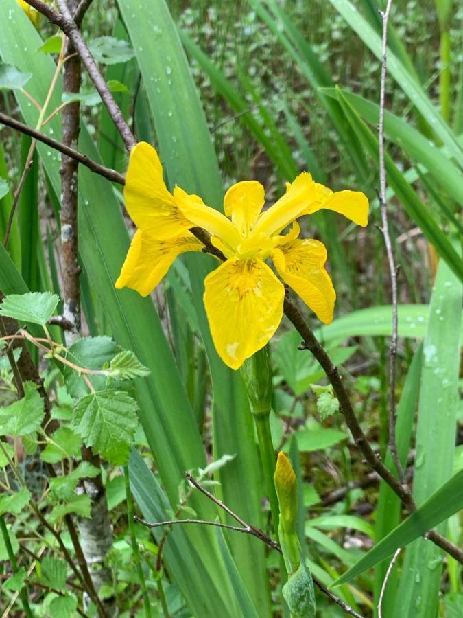 Kabin In The Woods Llandybie 外观 照片