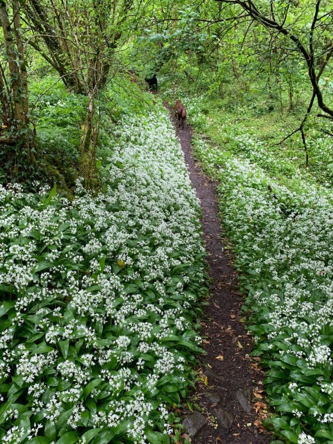 Kabin In The Woods Llandybie 外观 照片