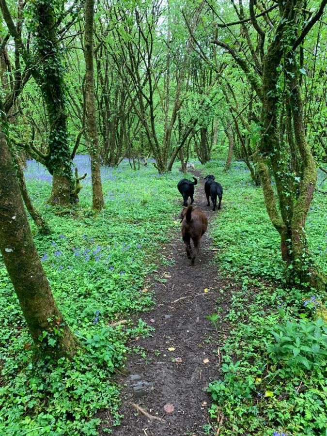Kabin In The Woods Llandybie 外观 照片