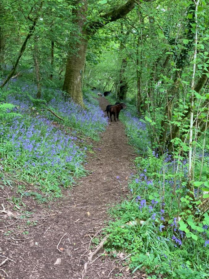 Kabin In The Woods Llandybie 外观 照片
