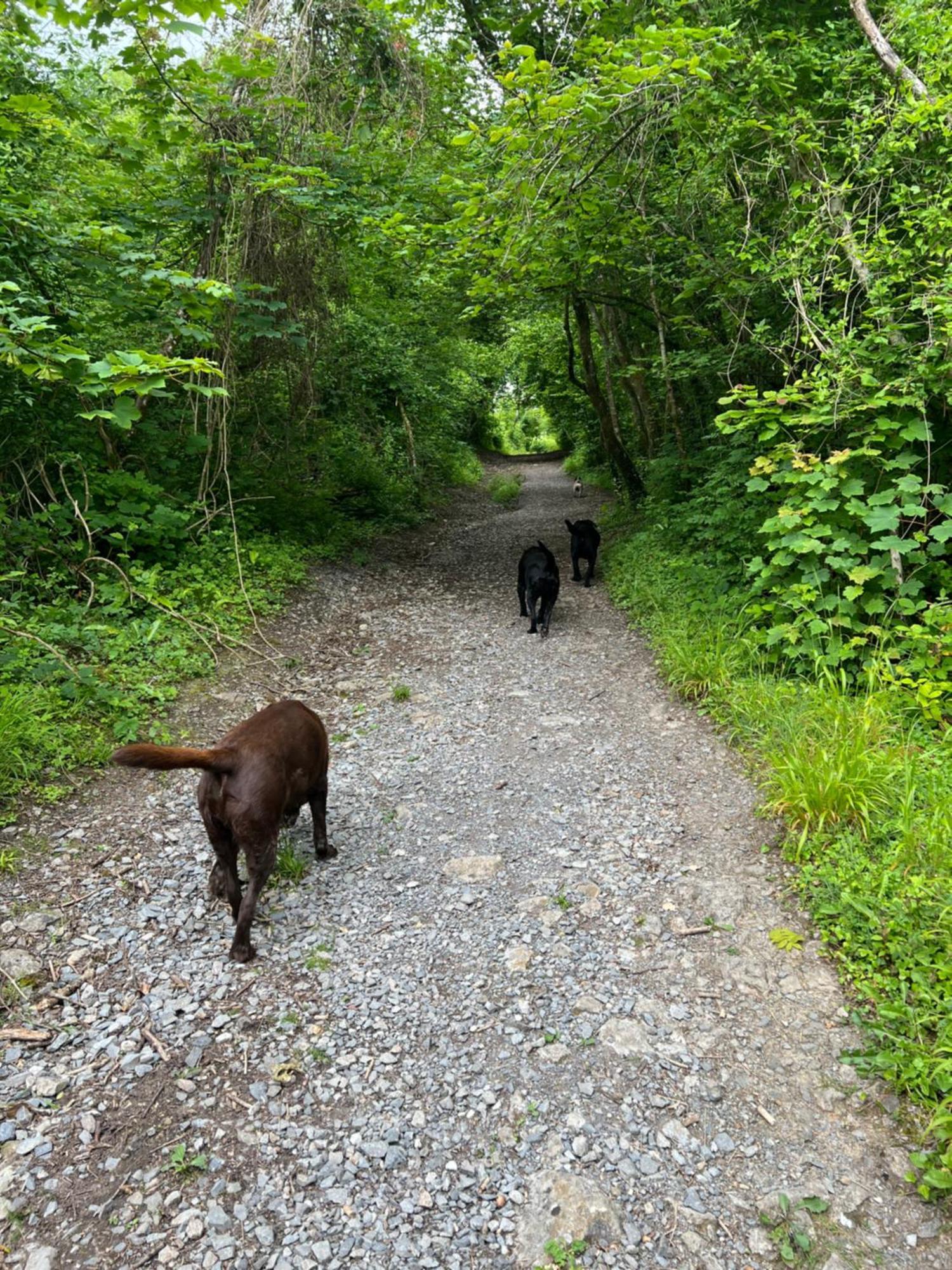 Kabin In The Woods Llandybie 外观 照片